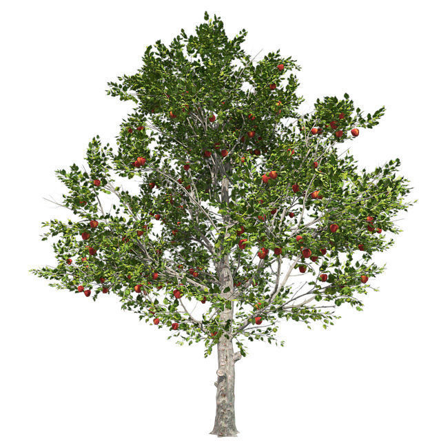 Red Delicious Apple Tree Low-poly 3D model_3