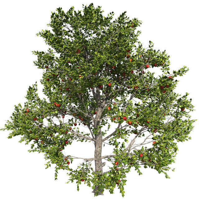Red Delicious Apple Tree Low-poly 3D model_2