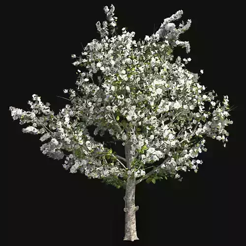 Red Delicious Apple Spring Tree