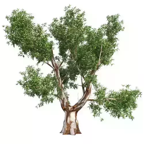 Red Gum Tree Low-poly 3D model