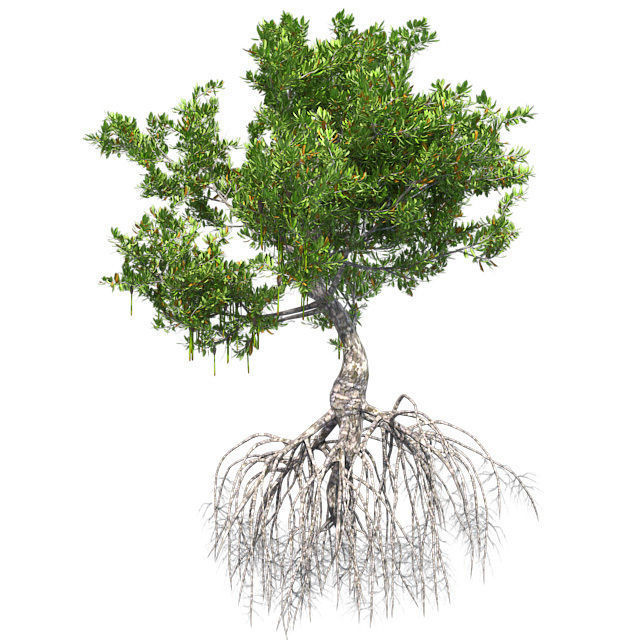 Red Mangrove Tree Low-poly 3D model_1