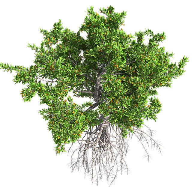 Red Mangrove Tree Low-poly 3D model_2