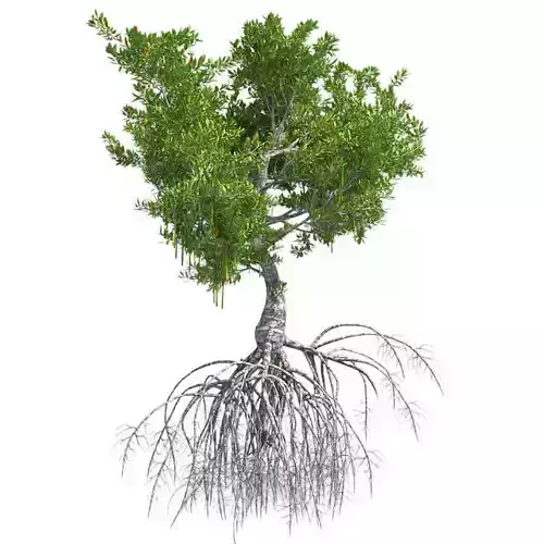 Red Mangrove Tree Low-poly 3D model