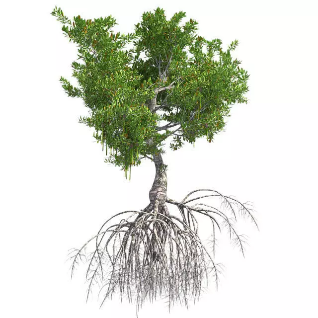 Red Mangrove Tree Low-poly 3D model_0