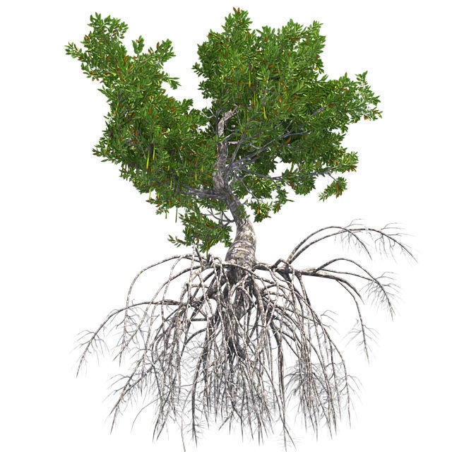 Red Mangrove Tree Low-poly 3D model_3