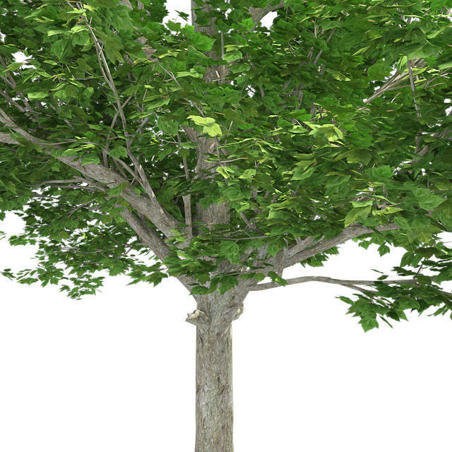 Red Maple Tree Low-poly 3D model_3