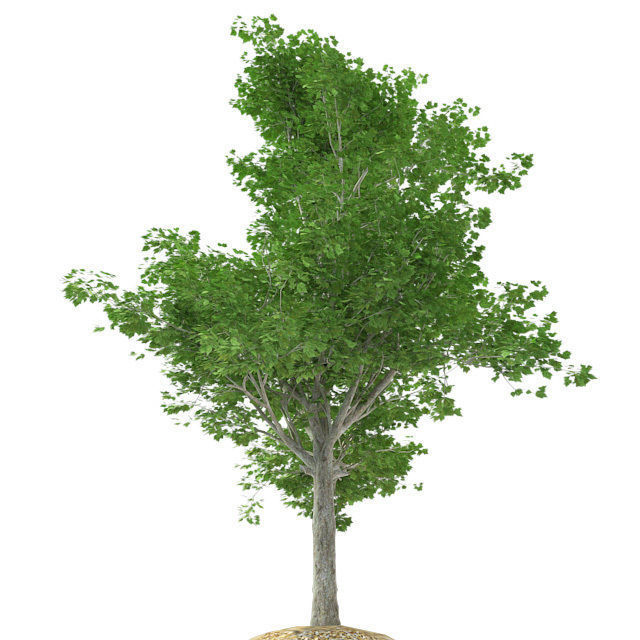 Red Maple Tree Low-poly 3D model_2