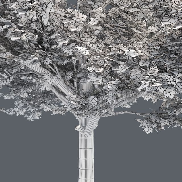 Red Maple Tree Low-poly 3D model_4