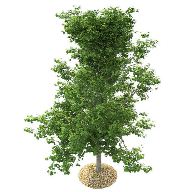 Red Maple Tree Low-poly 3D model_1