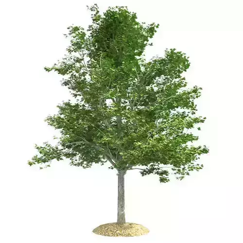 Red Maple Tree Low-poly 3D model