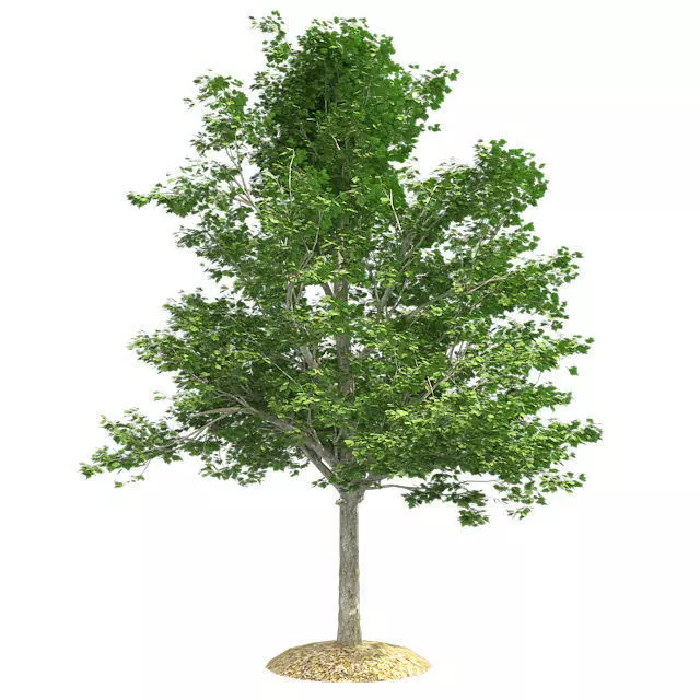 Red Maple Tree Low-poly 3D model_0