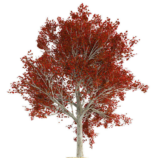 Red Maple Fall Tree Low-poly 3D model_1