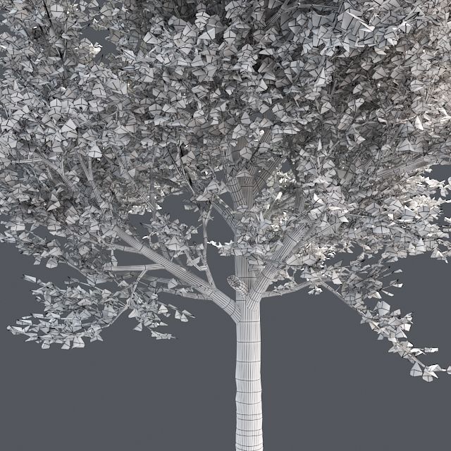 Red Maple Fall Tree Low-poly 3D model_4