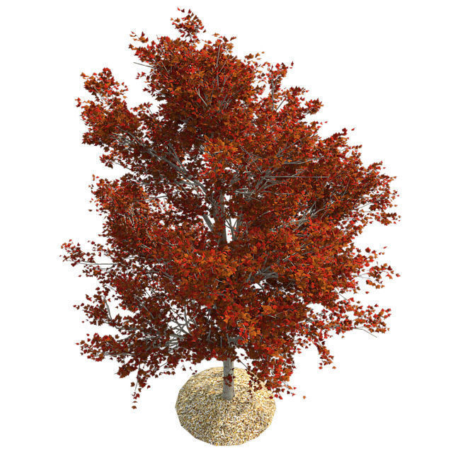 Red Maple Fall Tree Low-poly 3D model_2