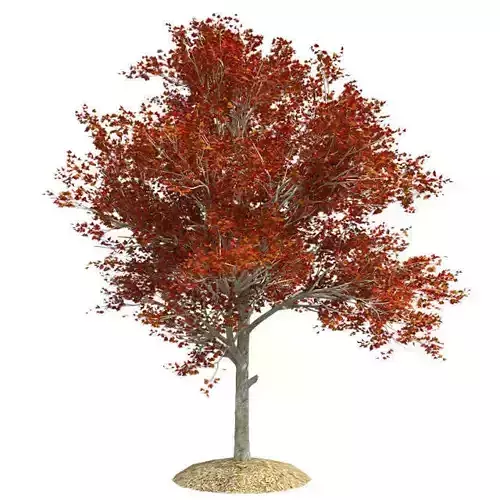 Red Maple Fall Tree Low-poly 3D model