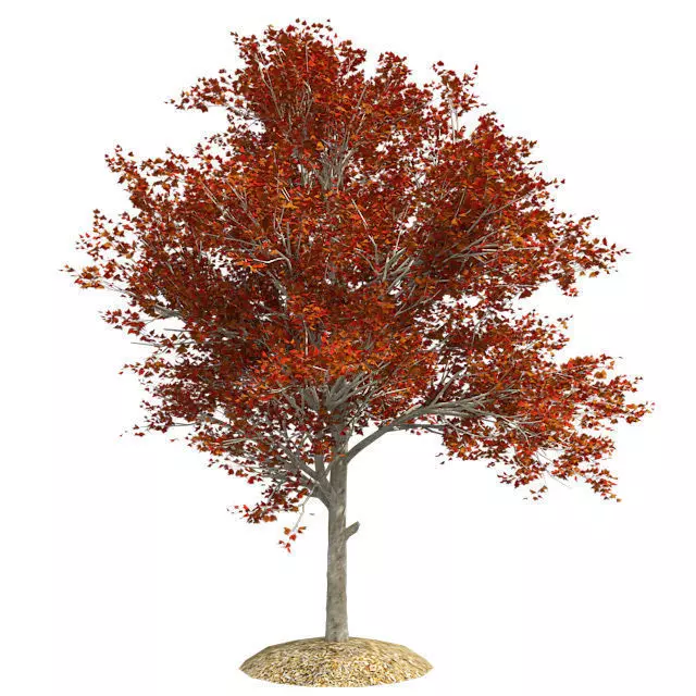 Red Maple Fall Tree Low-poly 3D model_0