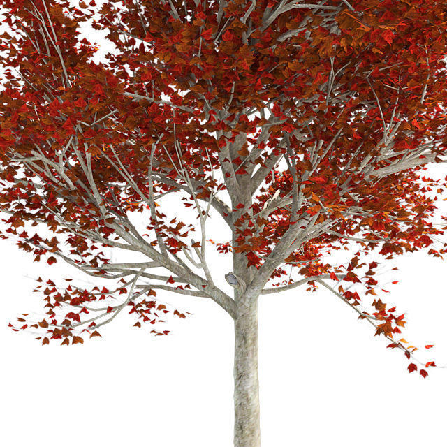 Red Maple Fall Tree Low-poly 3D model_3