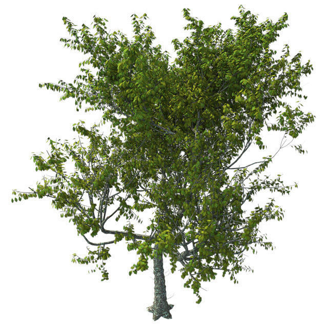 Red Oak Tree Low-poly 3D model_1