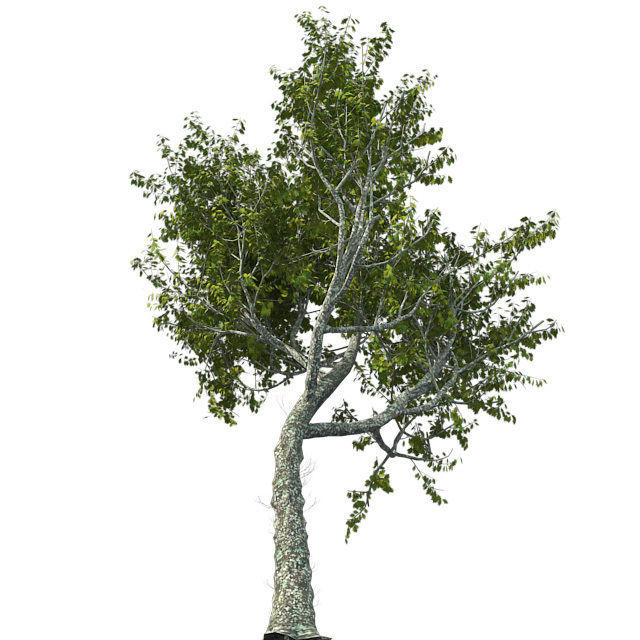Red Oak Tree Low-poly 3D model_2