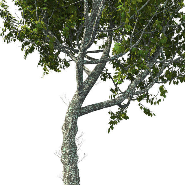 Red Oak Tree Low-poly 3D model_3