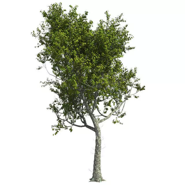 Red Oak Tree Low-poly 3D model_0