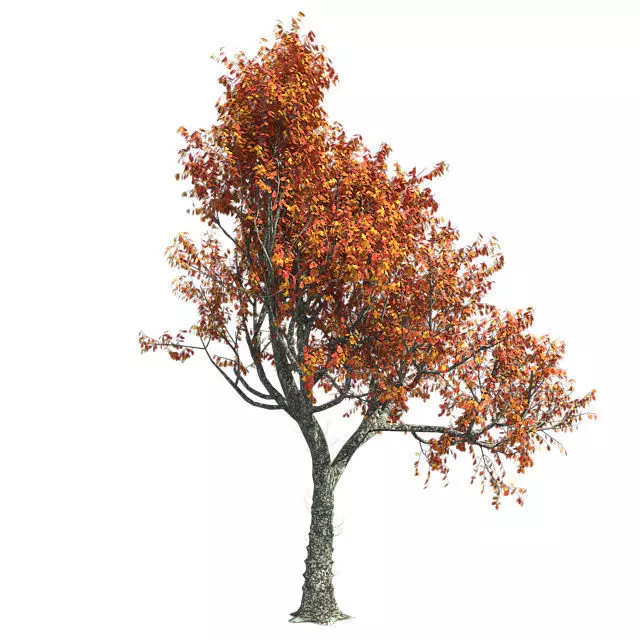Red Oak Fall Tree Low-poly 3D model_0