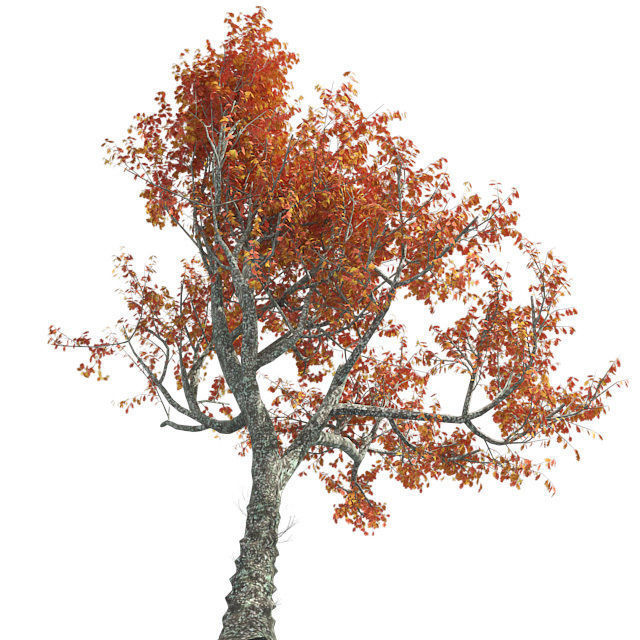 Red Oak Fall Tree Low-poly 3D model_1