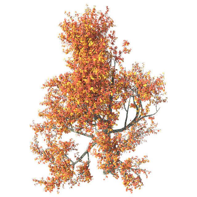 Red Oak Fall Tree Low-poly 3D model_3