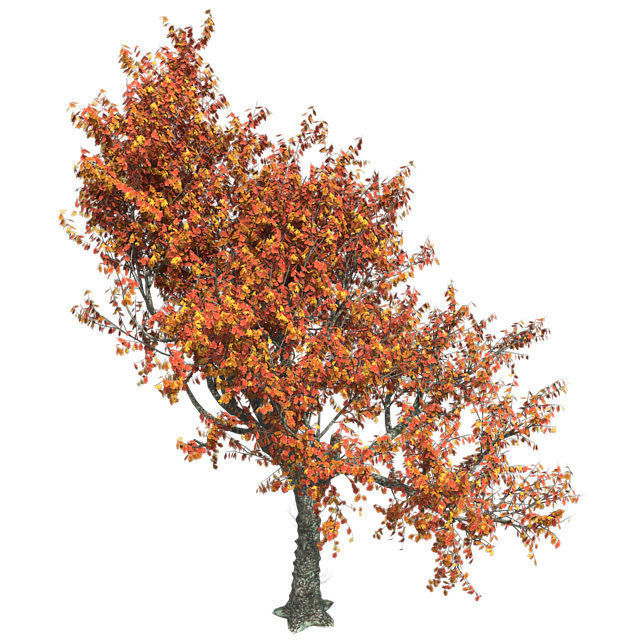 Red Oak Fall Tree Low-poly 3D model_2