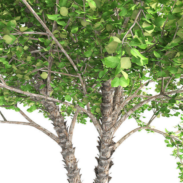 River Birch Tree Low-poly 3D model_3