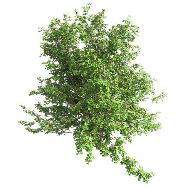 River Birch Tree Low-poly 3D model_2