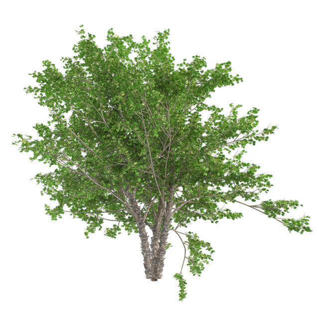 River Birch Tree Low-poly 3D model_1