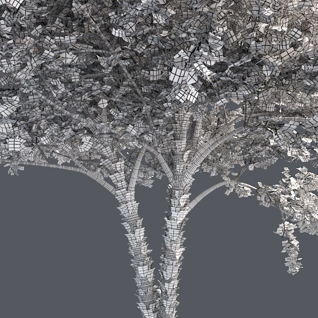 River Birch Tree Low-poly 3D model_4