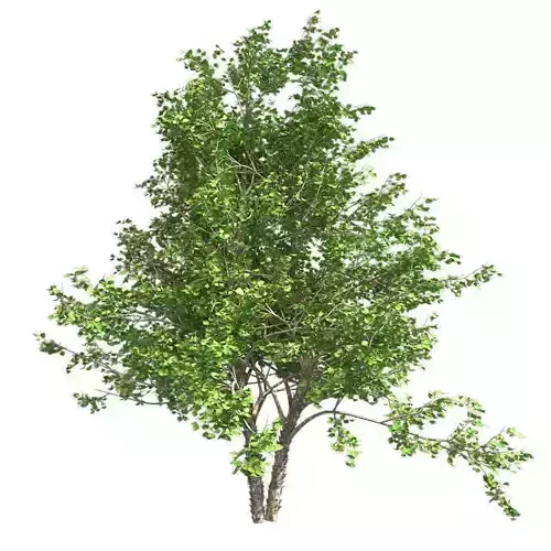 River Birch Tree Low-poly 3D model