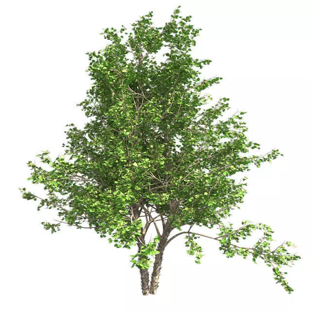 River Birch Tree Low-poly 3D model_0