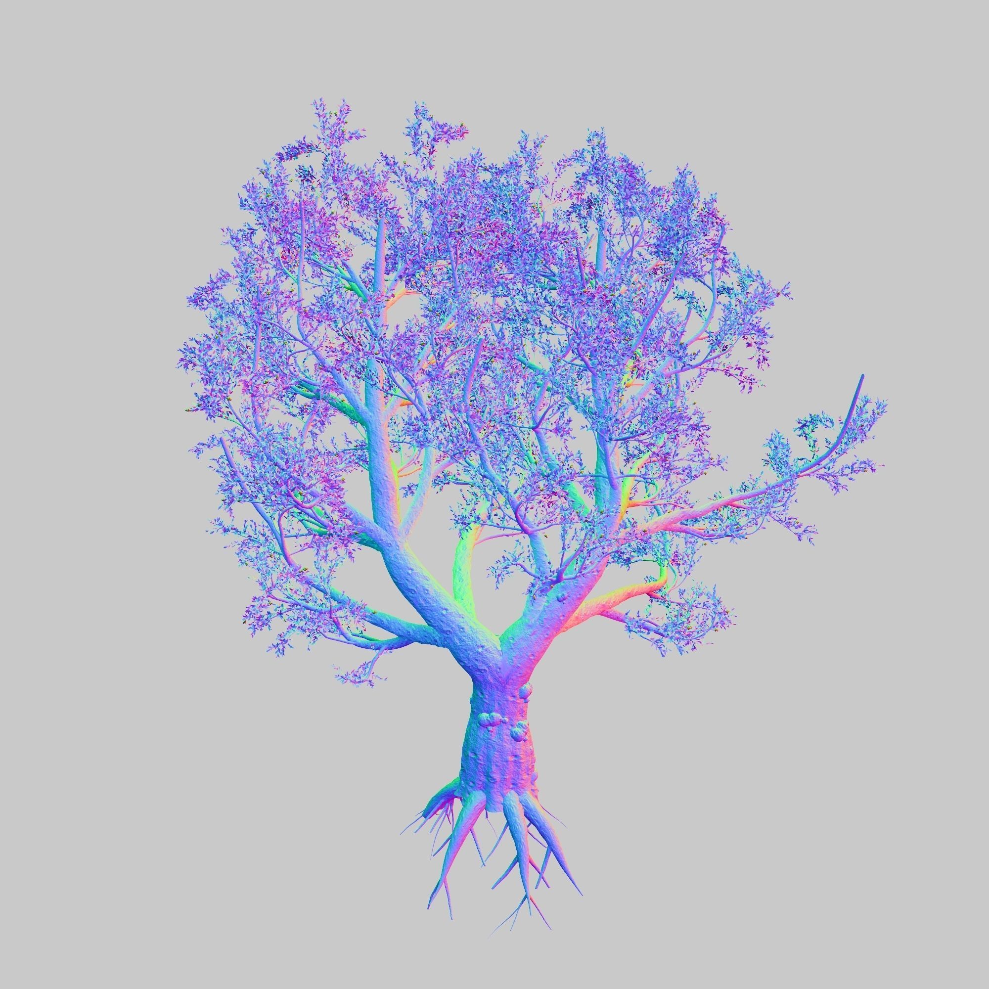 African Olive tree with roots 3D model_9