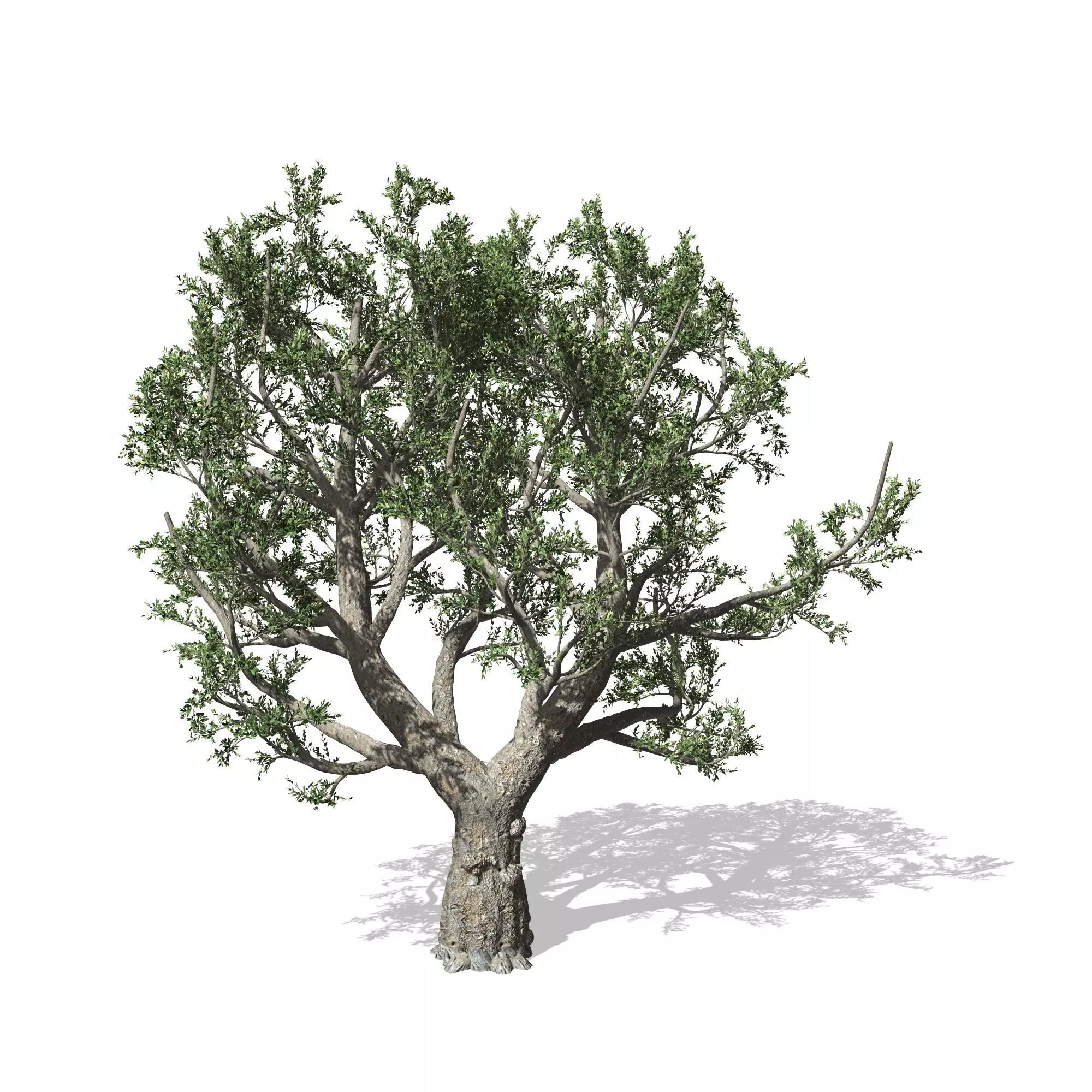 African Olive tree with roots 3D model_0
