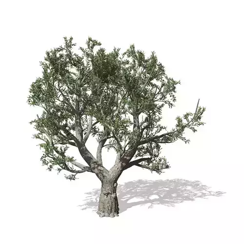African Olive tree with roots