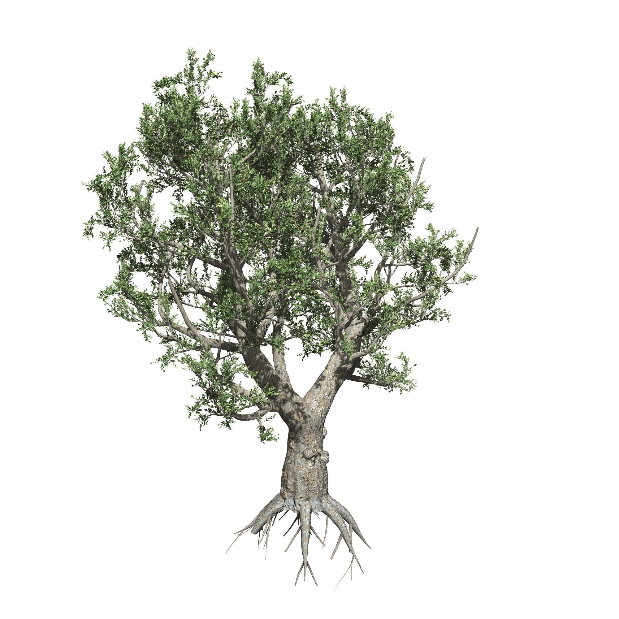 African Olive tree with roots 3D model_7