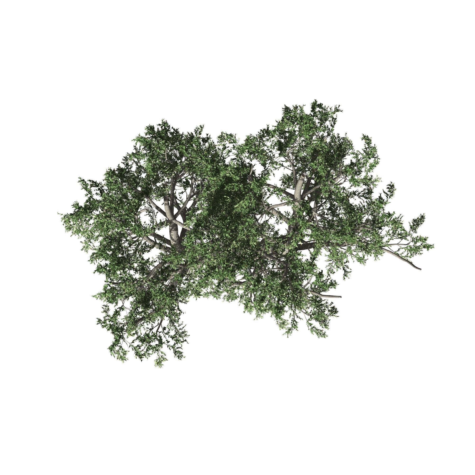 African Olive tree with roots 3D model_8