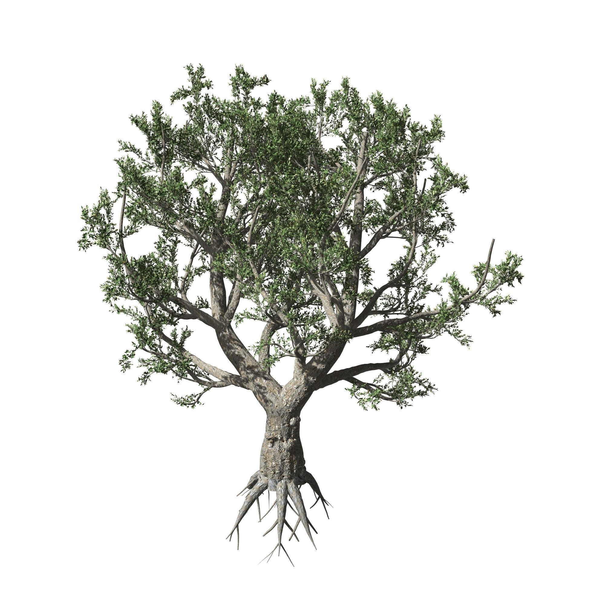 African Olive tree with roots 3D model_1