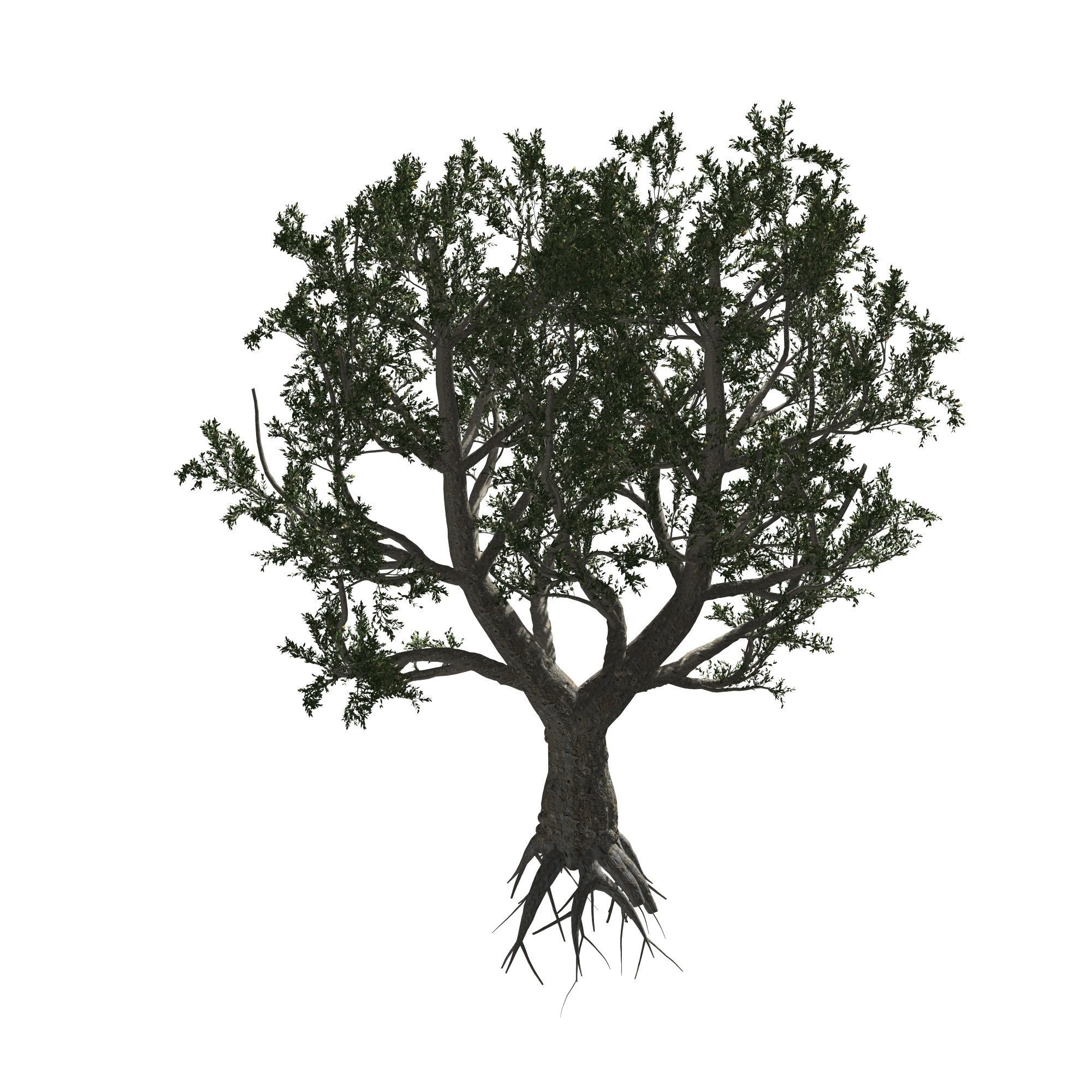 African Olive tree with roots 3D model_5