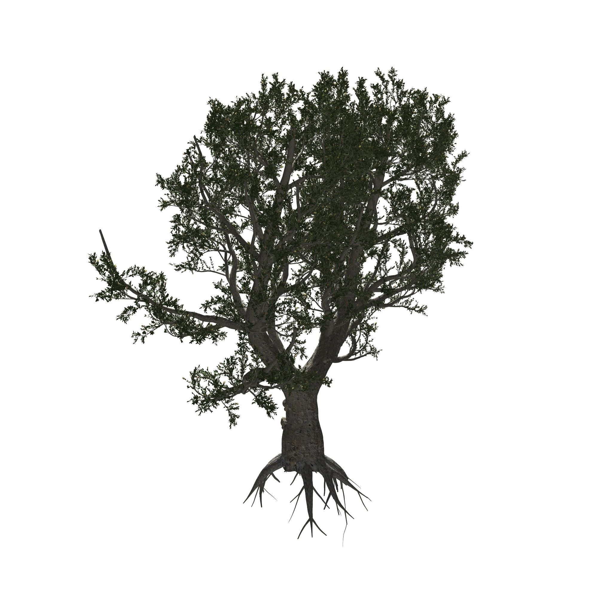 African Olive tree with roots 3D model_4