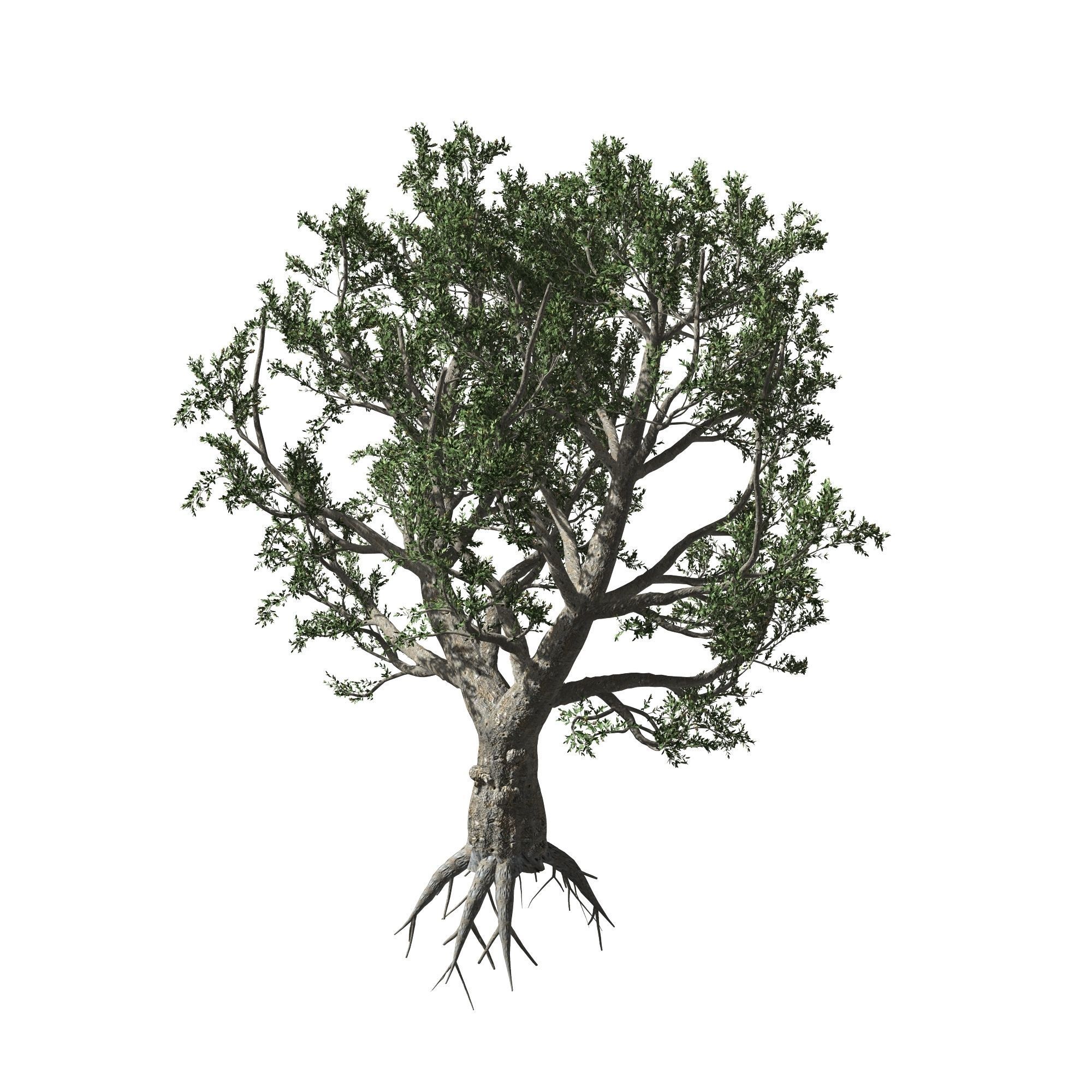 African Olive tree with roots 3D model_2