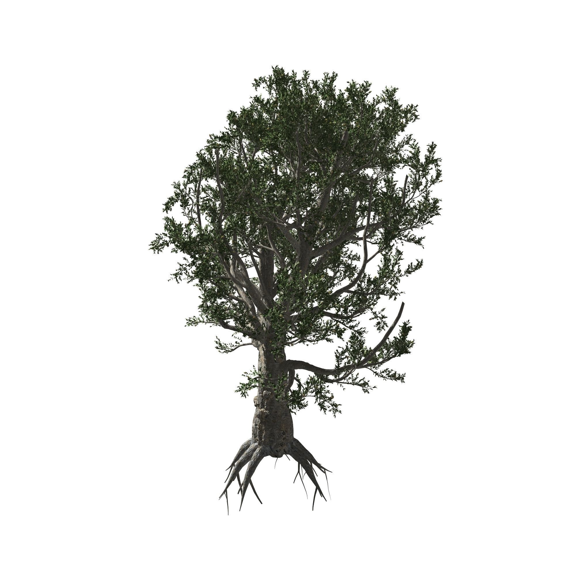 African Olive tree with roots 3D model_3
