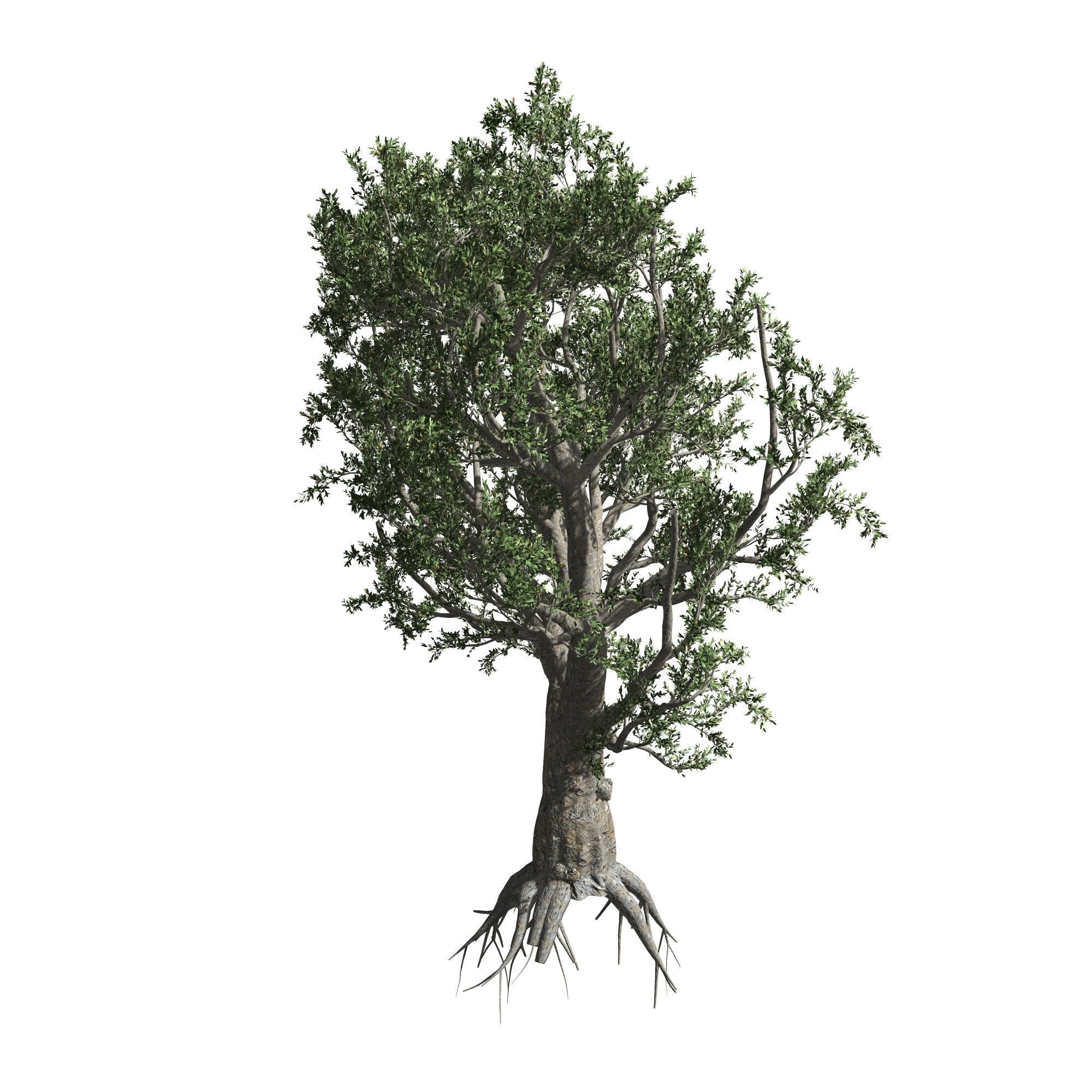 African Olive tree with roots 3D model_6
