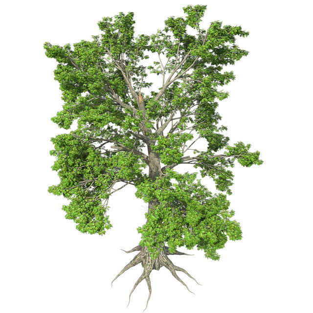 Sass Afras Tree Low-poly 3D model_2