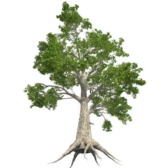 Sass Afras Tree Low-poly 3D model_1