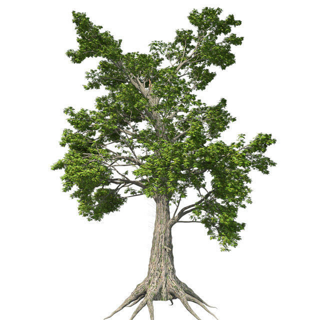 Sass Afras Tree Low-poly 3D model_3