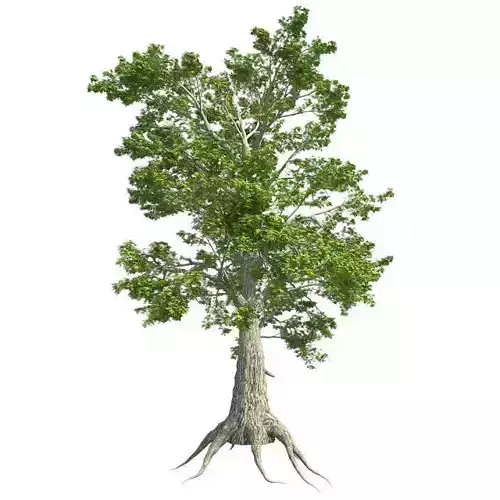 Sass Afras Tree Low-poly 3D model